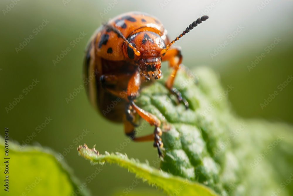 Naklejka premium Colorado potato beetle on potato sprouts close-up