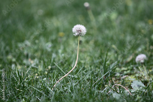 Plant with unfocused background