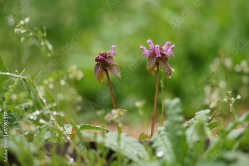 Wet plant with purple flowers grow in rainy field