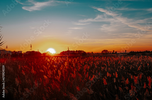 Autumn field in silhouette during golden sunset. Nature and sunlight. Evening dusk time. Outdoors natural meadow with plant in foreground. Concept of agriculture and outdoors