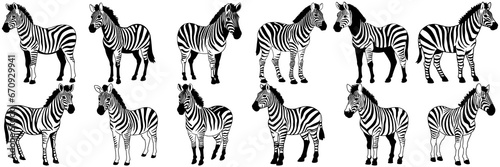 Zebra safari silhouettes set  large pack of vector silhouette design  isolated white background
