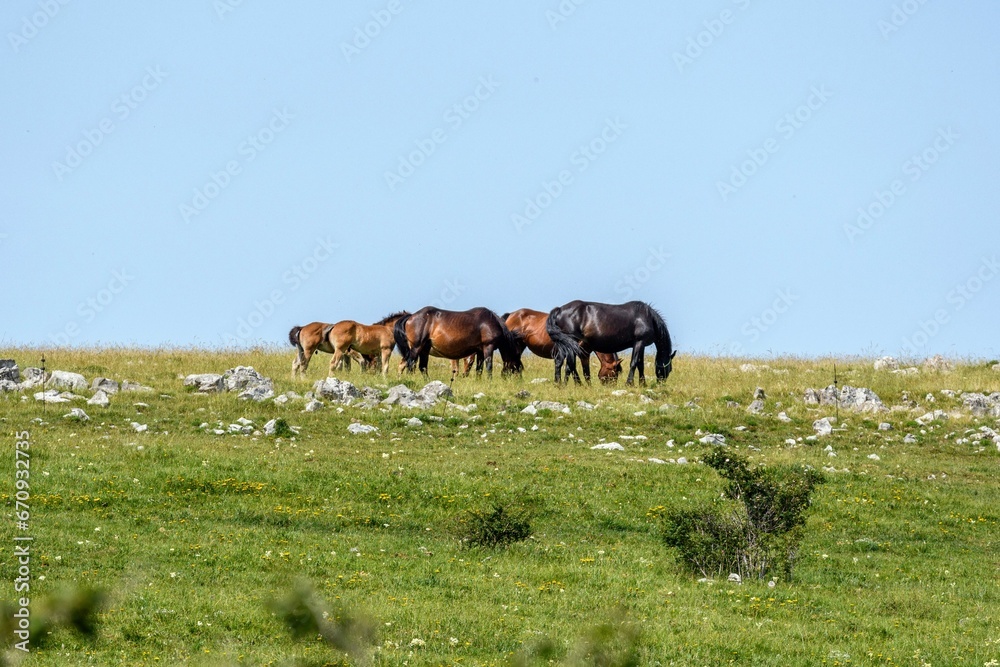 Horses standing in a grassy field with rocks scattered around, grazing on the lush vegetation Horses standing in a grassy field with rocks scattered around, grazing on the lush vegetation