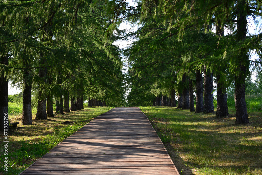 wooden path in the larch tree alley isolated copy space wooden path in the larch tree alley isolated copy space