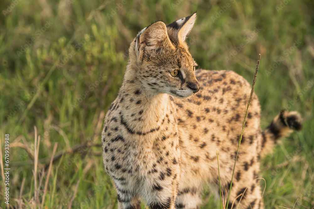 Serval on the hunt