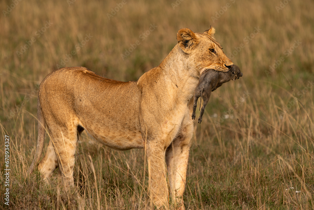 Lioness and her dead prey after the hunt Lioness and her dead prey after the hunt