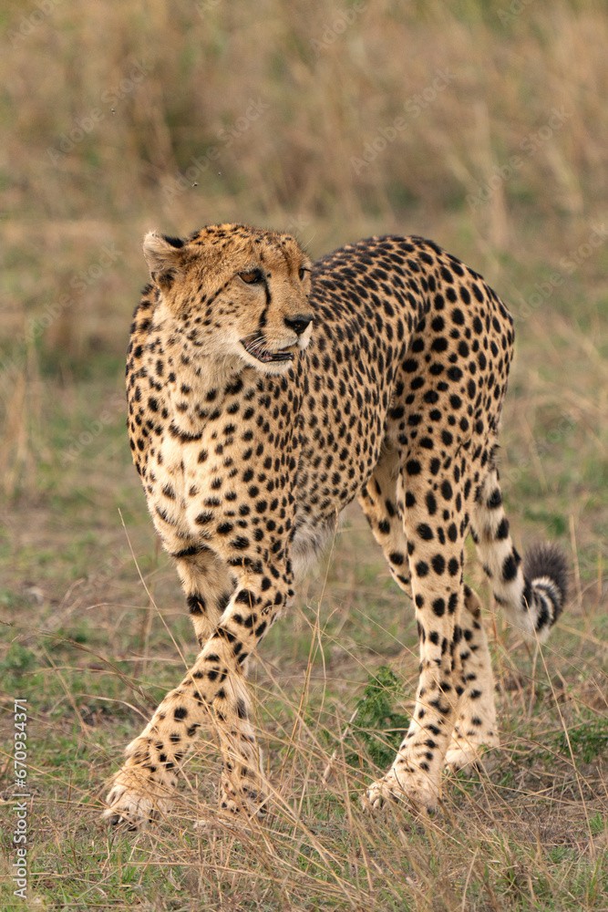 Cheetah on the hunt Cheetah on the hunt