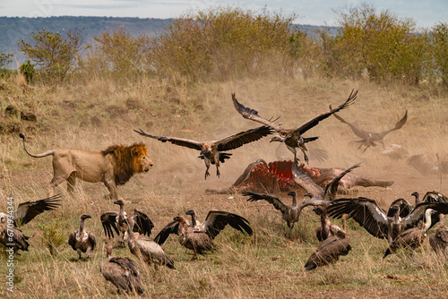 Lion defending its kill from the scavengers photo