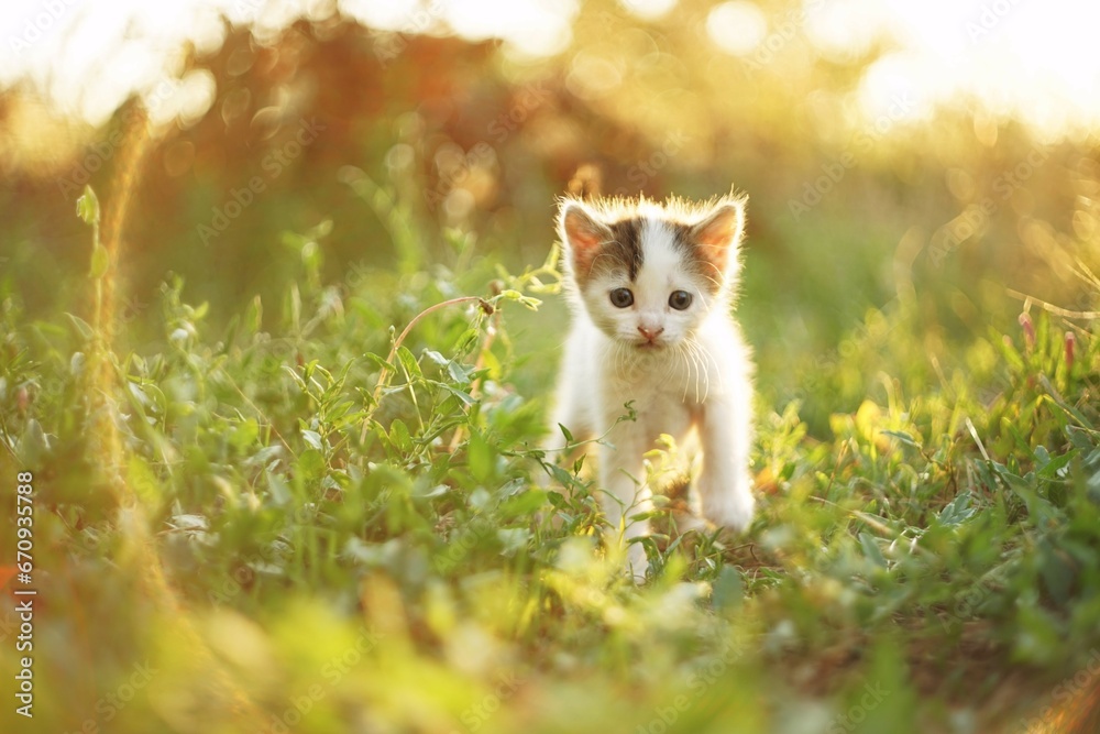 Cute white kitten walk in the green grass, domestic animals relax in summer garden