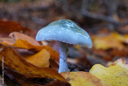 Принти на полотні Stropharia aeruginosa, commonly known as the verdigris agaric, is a medium-sized blue, slimy woodland mushroom