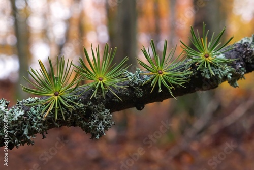 A branch of European larch (Larix decidua) against the background of the autumn forest photo