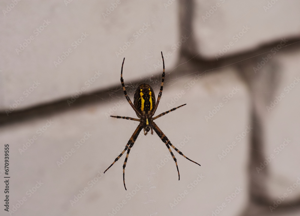 An orb weaver spider hanging on its web in front of a white brick wall An orb weaver spider hanging on its web in front of a white brick wall