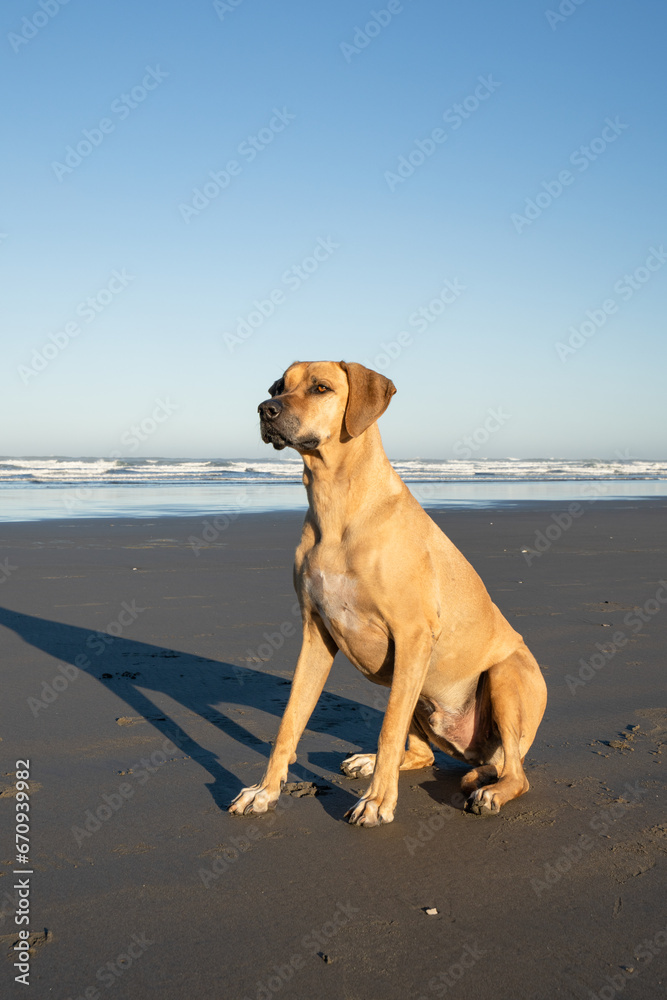 Rhodesian Ridgeback dog on the beach