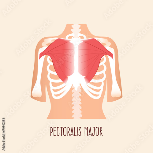 Pectoralis major muscle human body anatomy. Vector illustration