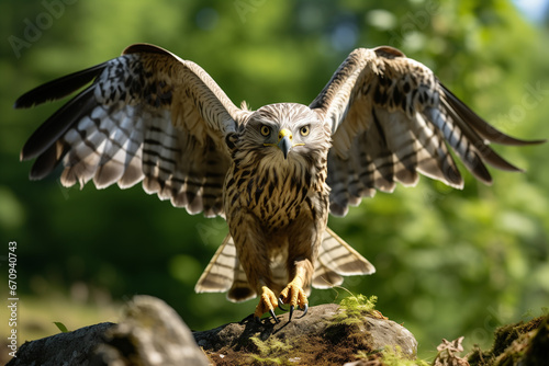 eagle in flight