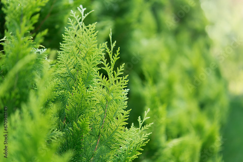 Green leaves of the Christmas thuja tree. Coniferous branches, green background close-up. Concept of ecology and environmental cleanup. Evergreen trees.