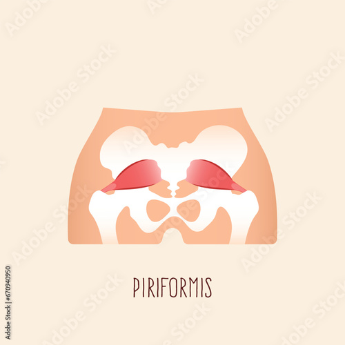 Piriformis muscle with hip skeleton and muscular system. Flat design vector illustration. photo