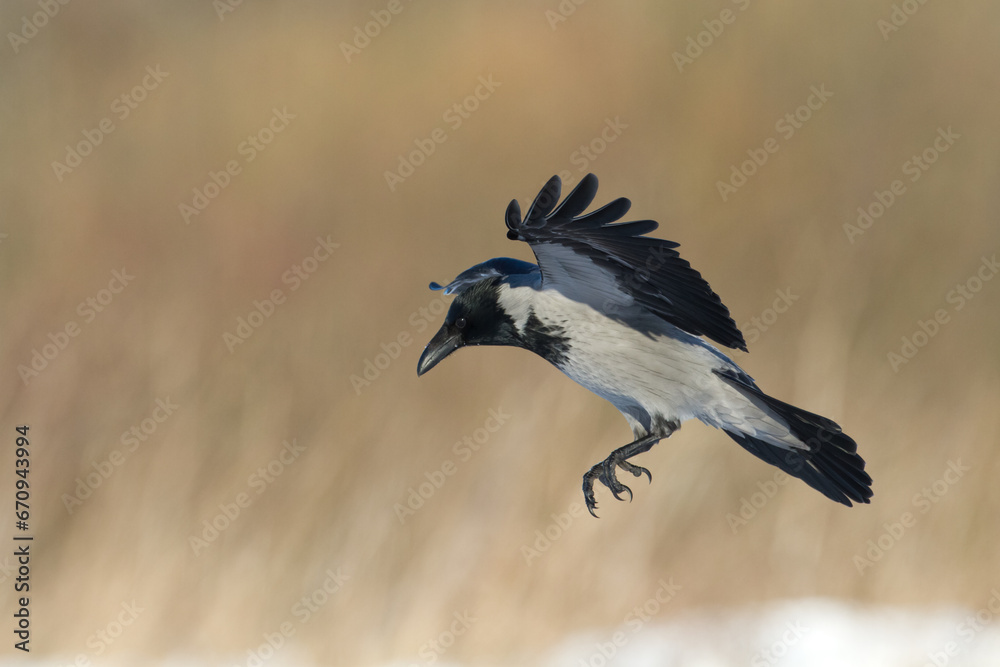 Obraz premium flying Bird - Hooded crow Corvus cornix in amazing warm background Poland Europe