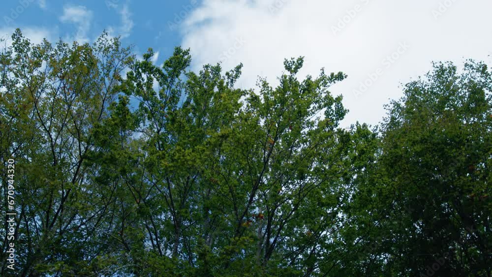 Sky Beyond the canopy of trees in the Italian mountains Sky Beyond the canopy of trees in the Italian mountains