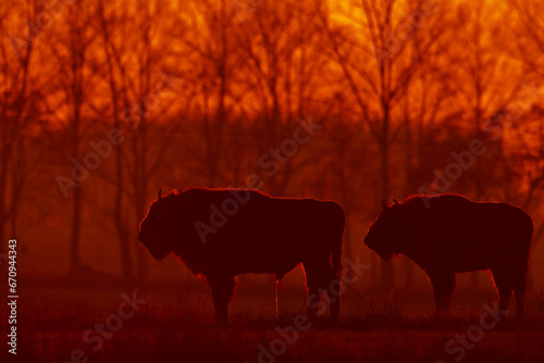 Mammals - wild nature European bison ( Bison bonasus ) Wisent herd standing on field North Eastern part of Poland, Europe Knyszynska Primeval Fores © Marcin Perkowski