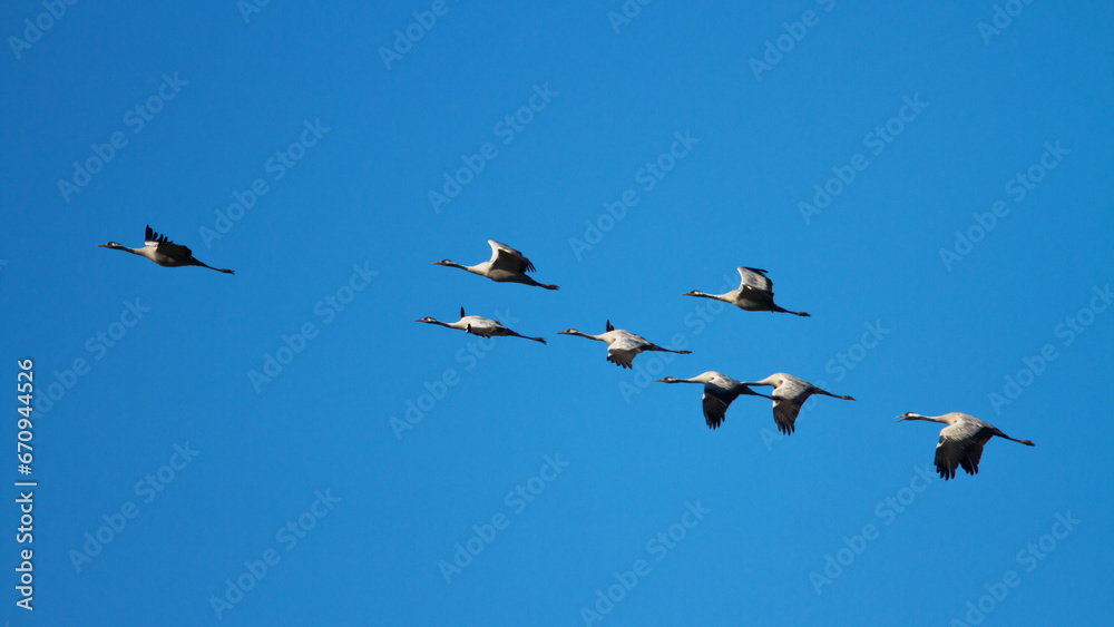 Wild common crane, grus grus, flying birds in spring nature. Large feathered bird landing on meadow from side view. Animal wildlife in wilderness Wild common crane, grus grus, flying birds in spring nature. Large feathered bird landing on meadow from side view. Animal wildlife in wilderness