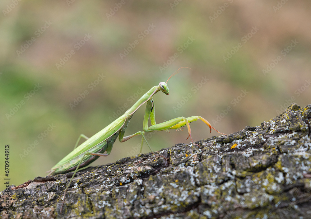 Close up of green praying mantis (Mantis religiosa)