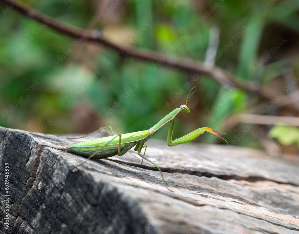 Close up of green praying mantis (Mantis religiosa)