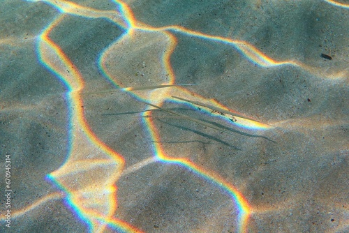 Needlefish (Belonidae) on the sandy shallow seabed with sunrays. Animals in the ocean, underwater photography from snorkeling. Wildlife on the bottom, travel picture. photo