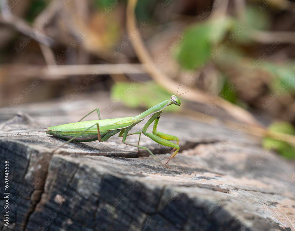 Close up of green praying mantis (Mantis religiosa)