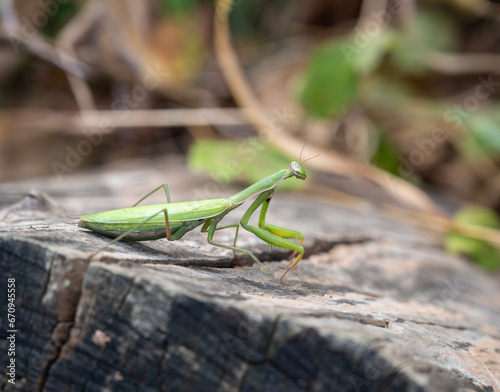 Close up of green praying mantis (Mantis religiosa) © vbaleha