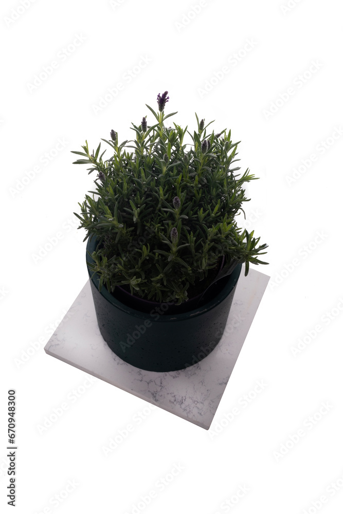 French lavender in a dark green ceramic pot isolated on white background French lavender in a dark green ceramic pot isolated on white background