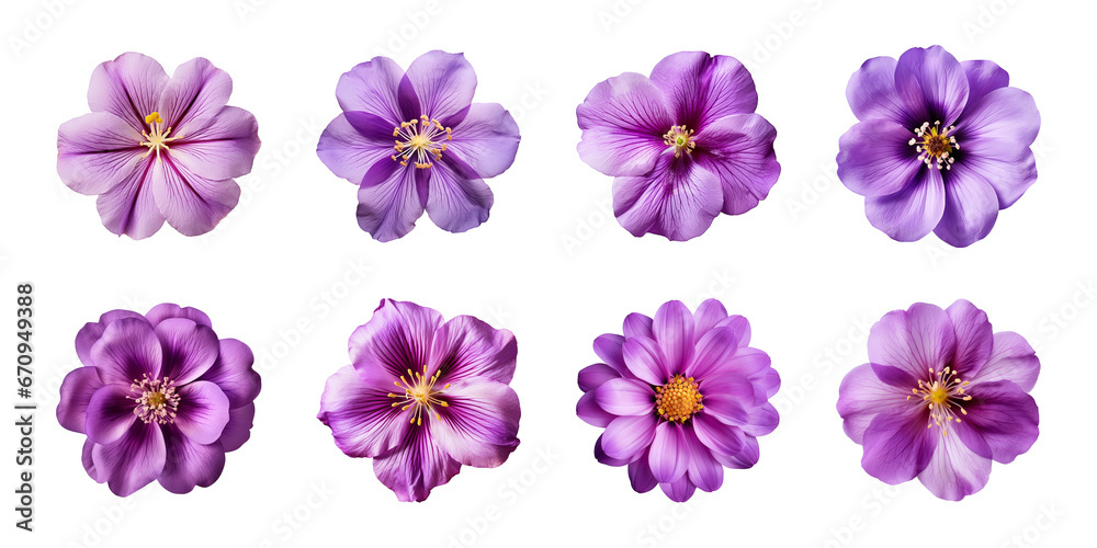 Collection of various purple flowers isolated on a transparent background Collection of various purple flowers isolated on a transparent background