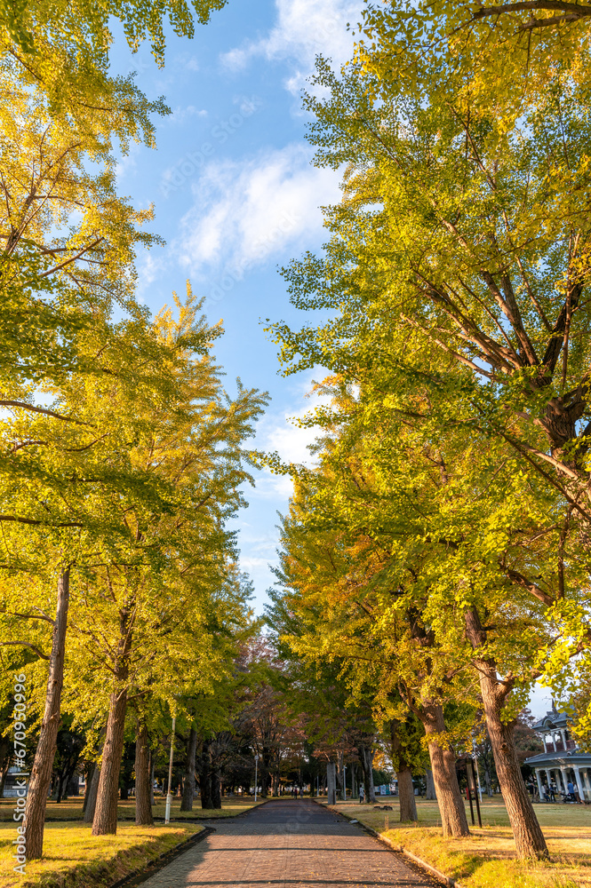 Naklejka premium 茨城県水戸市 秋の茨城県立歴史館の銀杏並木