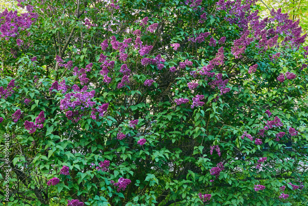 Spring lilac bush, freshness and pleasantness
