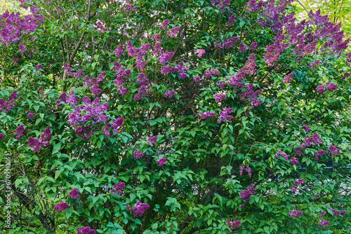 Fototapeta Naklejka Na Ścianę i Meble -  Spring lilac bush, freshness and pleasantness