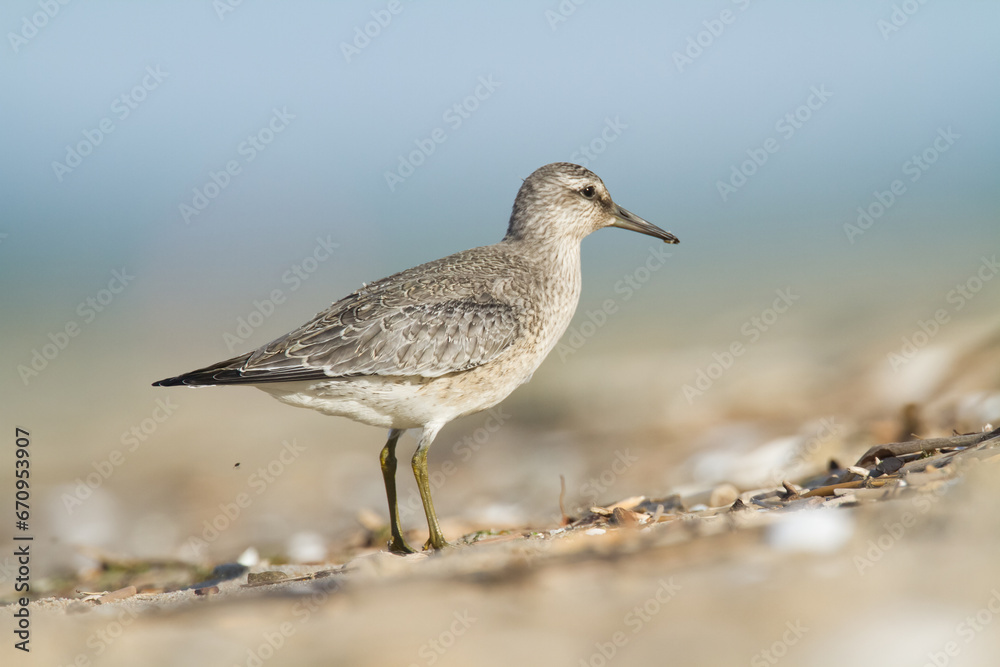 Shorebird - juvenile Calidris canutus, Red Knot on the Baltic Sea shore, migratory bird Poland Europe Shorebird - juvenile Calidris canutus, Red Knot on the Baltic Sea shore, migratory bird Poland Europe