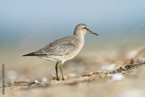 Shorebird - juvenile Calidris canutus  Red Knot on the Baltic Sea shore  migratory bird Poland Europe