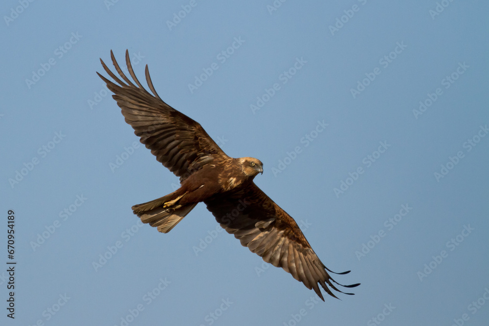 Flying Birds of prey Marsh harrier Circus aeruginosus, hunting time Poland Europe Flying Birds of prey Marsh harrier Circus aeruginosus, hunting time Poland Europe