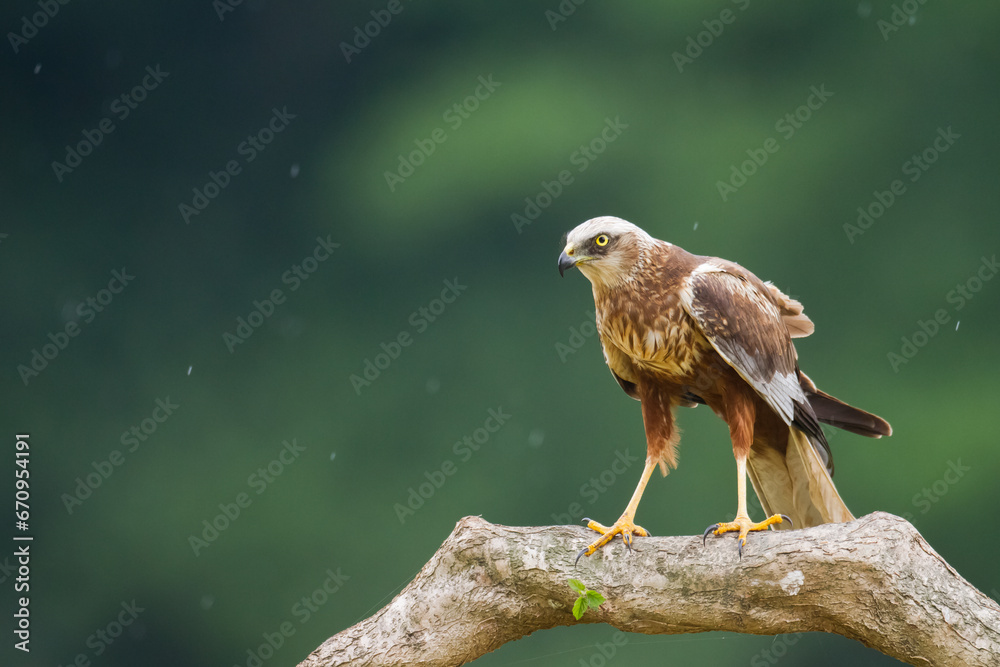 Fototapeta premium Flying Birds of prey Marsh harrier Circus aeruginosus, hunting time Poland Europe