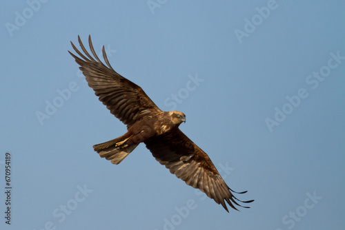 Flying Birds of prey Marsh harrier Circus aeruginosus, hunting time Poland Europe