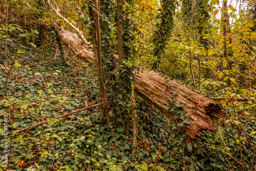 Der Bückeberg im Herbst