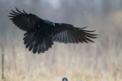 Bird beautiful raven Corvus corax North Poland Europe © Marcin Perkowski