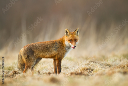 Fox Vulpes vulpes in natural scenery, Poland Europe, animal walking among meadow