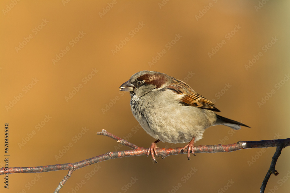Bird - House sparrow Passer domesticus sitting on the branch Bird - House sparrow Passer domesticus sitting on the branch