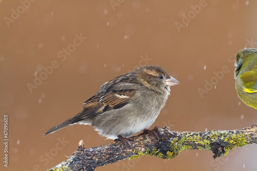 Bird - House sparrow Passer domesticus sitting on the branch photo