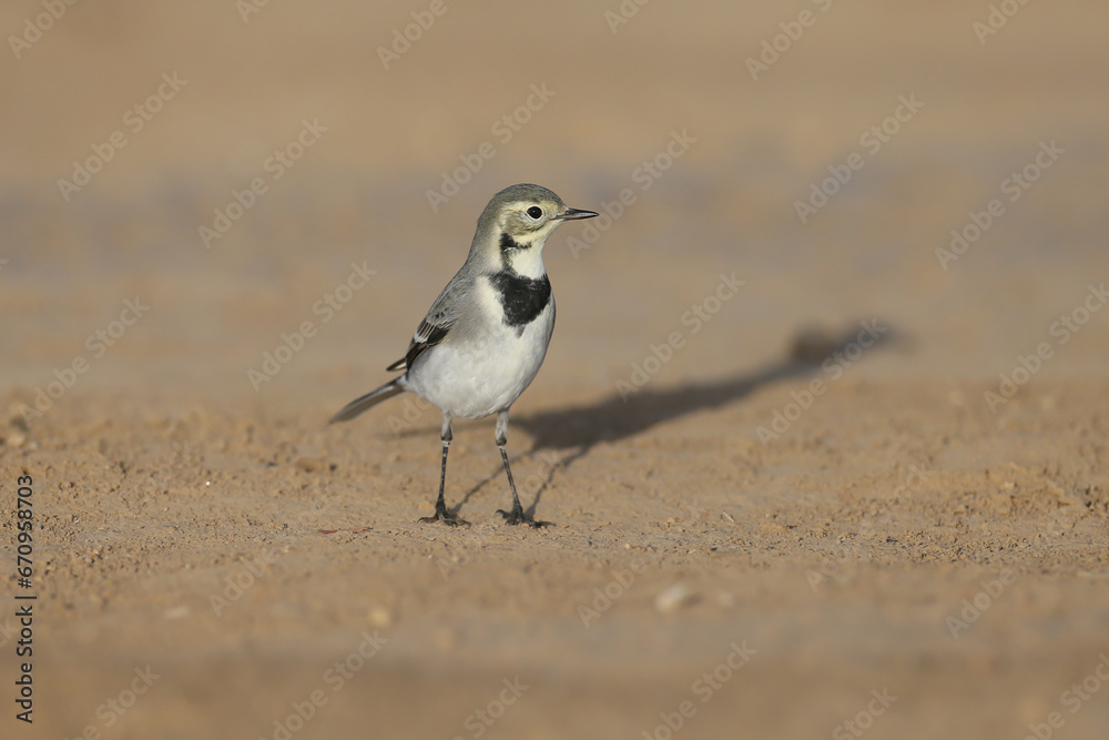Migrating white wagtail (Motacilla alba) in winter plumage captured close up on the ground searching for food Migrating white wagtail (Motacilla alba) in winter plumage captured close up on the ground searching for food
