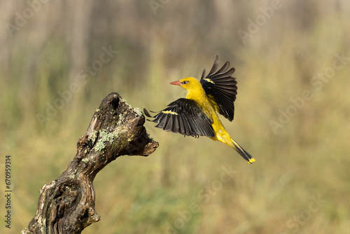 Canvastavla Golden oriole in the last light of a rainy spring afternoon