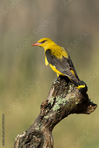 Φωτογραφία Golden oriole female in the last light of a rainy spring afternoon in a riverside forest