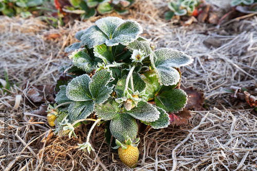 The strawberry bush is covered with frost, early autumn frosts