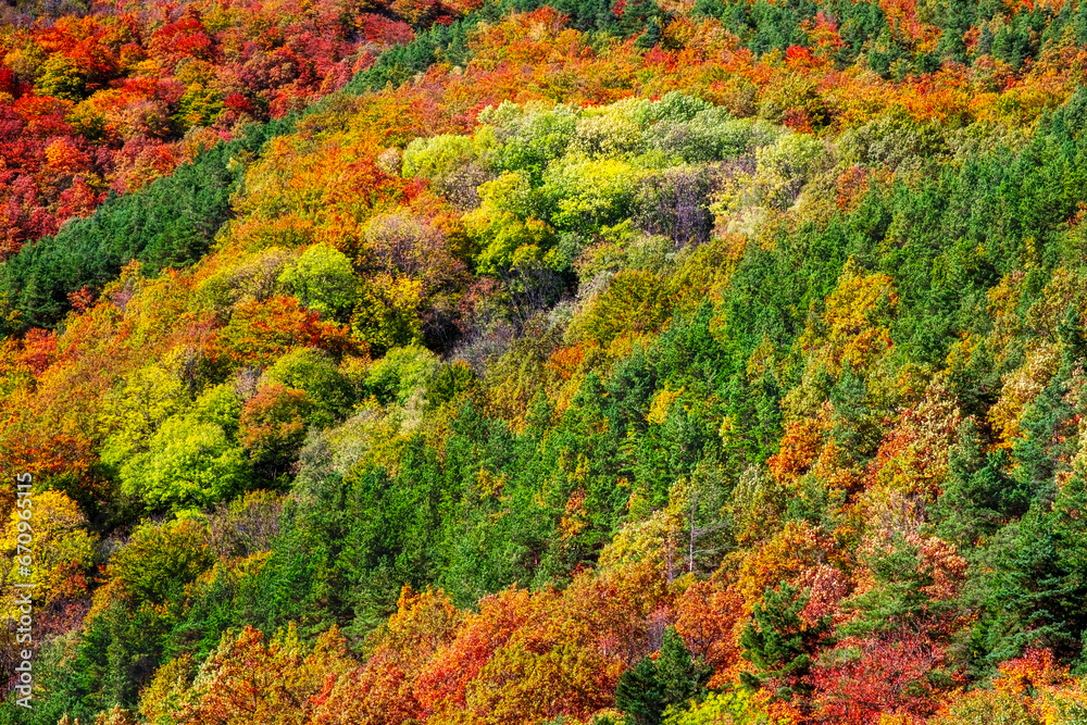lines with various autumn colors on hill, Cindrel mountains, Sadu village, Romania lines with various autumn colors on hill, Cindrel mountains, Sadu village, Romania