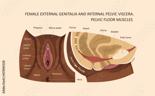 Female external genitalia and internal pelvic viscera. Pelvic Floor Muscles photo